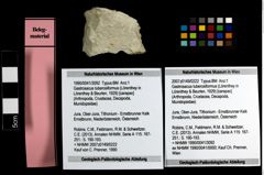 Foto (Objekt + Etiketten) von Gastrosacus tuberosiformus (Lörenthey in Lörenthey & Beurlen, 1929) 